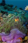 Anemonefish and Anemone