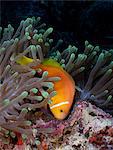 Anemonefish guarding eggs