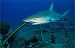 Caribbean Reef Shark et épave