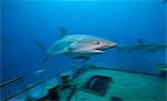 Caribbean Reef Shark and Wreck