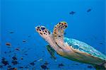 Hawksbill Turtle in Mid- water