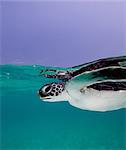 Juvenile Green Sea Turtle