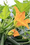 Zucchini flower on the plant