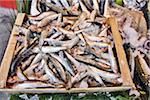 Crate of sardines