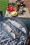 Grilled bass with fennel and aniseed