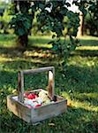 Korb mit Äpfeln im Obstgarten