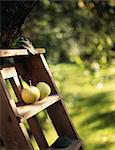 Äpfel auf einer Leiter im Obstgarten