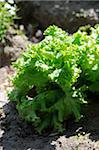 Laitue poussant dans le jardin potager