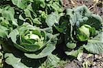 Green cabbage growing in the vegetable garden