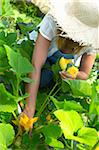 Fleurs de courgettes de cueillette de femme