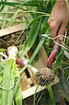 Gathering onions and shallots