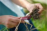 Gathering shallots