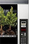 pine trees in a vending machine