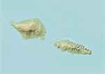 Samoa, Relief Map