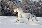 beautiful white stallion running in the snow
