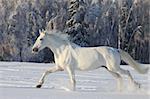 white horse in a winter running in snow