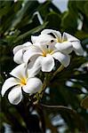 Plumeria flowers