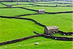 Moutons et Stone Barns, Swaledale, Yorkshire Dales, North Yorkshire, Angleterre