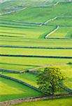 Chêne et murs de pierres sèches, Yorkshire Dales National Park, Yorkshire, Angleterre