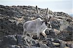 Reindeer in the Arctic