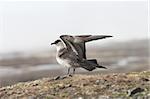 Skua - Arctic bird