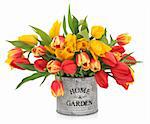 Tulip flowers in yellow and red striped colours in an old metal home and garden vase on white background.