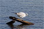 black headed gull perched on wood in the lake