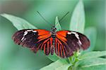 nice big colorful red black butterfly on leaf in rainforest