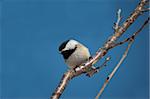 A chickadee perches on a small branch with a blue sky in the background.