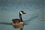 A Canada Goose swims across the blue waters of a pond.
