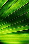 Background texture of a palm leaf with sun shining from behind the leaf. Shallow depth of field
