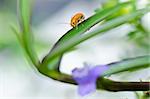 orange beetle  and violet flower in green nature or the garden
