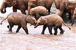 Young Elephants playing on the banks of the river