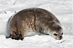 baby seal in Antarctica