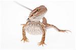 Juvenile Bearded dragon on pure white background