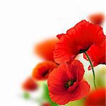 poppies white background, green and red floral design, frame