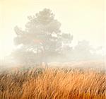 Trees in a fog - mist scenery with high grasses in foreground