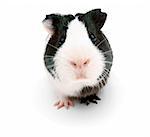 guinea pig. On a white background.