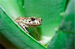 frog on the aloe leaf