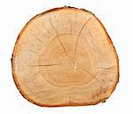 Top view of a birch stump isolated over white background