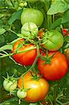 Bunch with ripe red and unripe green tomatoes that growing in the greenhouse, close-up