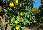 Oranges on the Tree ready for Harvests