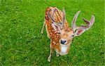 Deer Grazing in the Alpine Meadows of Bavaria