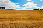 The Lines of Mown Hay in Bavaria, Germany