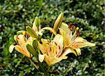 yellow lily in bloom with shallow focus