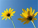 Pair of yellow flowers on a background of the blue sky