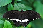 beautiful large black and white butterfly in large view
