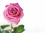 Beautiful pink rose isolated on a white background.