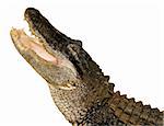 An American alligator shown with its mouth wide open, waiting to snap its jaws for food. Isolated to a white background.