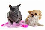 portrait of an oriental cat and a chihuahua  in front of white background